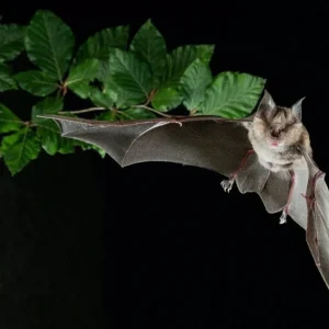 control-de-murcielagos